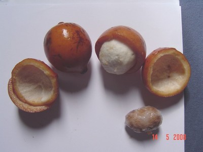 Bacupari